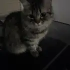 قطوة للتبني