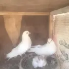صنعاوي أبيض بأنتاجه
