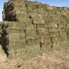 أعلاف بلبونك