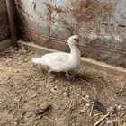 بط بلدي
