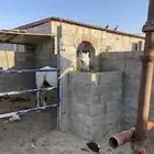 حصان شعبي للبيع