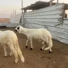 ذبايح سواكن مرابي وفل شحم وجبر