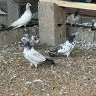 حمام هندي طبات