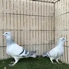 زاجل ايس جوز منتج للبيع لون فاااتح من النوادر