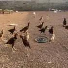 دجاج باكستاني