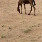 ناقه ساحليه ضروبه