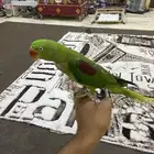 البيع دره نبالي أليف