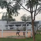 مربط الغد للخيل العربية الأصيلة