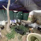 وبران بلدي ليست بريه