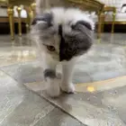 قطه ل البيع