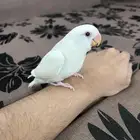 فرخ روز اليف وهدد