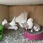 أجواز مكتف