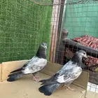 حمام بكستاني طبات