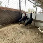 دجاج سندي بيور