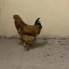 ديك ودجاجة براهما