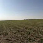 ارضيه رشاش برسيم