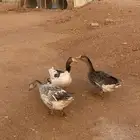 للبيع وز بلدي