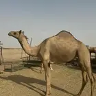 للبيع جذعه هجن أصيله