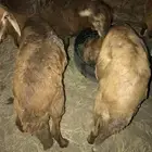 طليان سواكني اضاحي