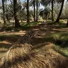 جريد نخل كمية كبيرة