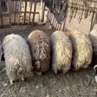 جذعان فاخره مقفله