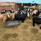 بيع معزا ولد