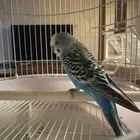 طيور الحب للبيع