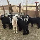 تيوس عوارض مخاصي كفو