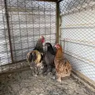 دجاج أمريكي