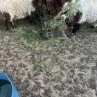 خرفان نعيمي أسعار عروض