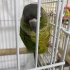 جوز كانيور محلل