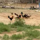 بيع مستعجل