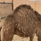 حاشي مغلق للبيع