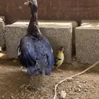 للبيع بط مفصله معها 1