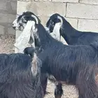 للبيع جفار عوارض مضاريع