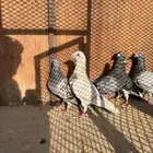 خوارج للبيع