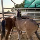 امهار للبيع