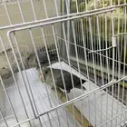 بغبغاء اليف حمامة هدد داخلي ما يعرف حتى العض