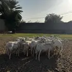 حريات دفع ومضاريع