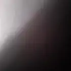 شجر كين للبيع