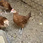 صيصان للبيع