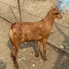 ماعز للبيع جنوبيات العدد فوق 70 راس