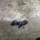 زوج ارانب مع عيالهم