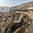 طليان سواكن حمري