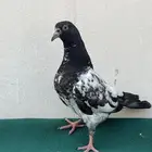 للبيع طبات تيدي