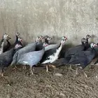 حجل