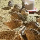 سمان كرمي