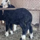 رخلة طلية للبيع