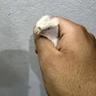 انثى كناري ستنايت
