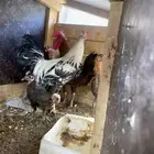 ديك رومي مع الدجاج